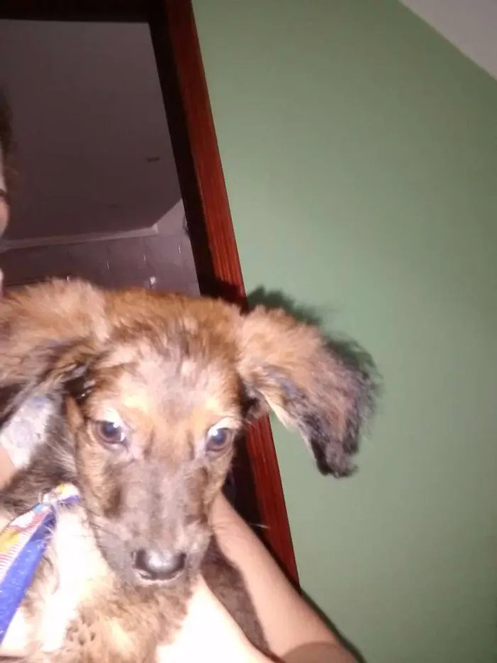 Cachorro ra a SRD idade 2 a 6 meses nome MEL, BOMBOM E CHOCO