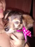 MEL, BOMBOM E CHOCO