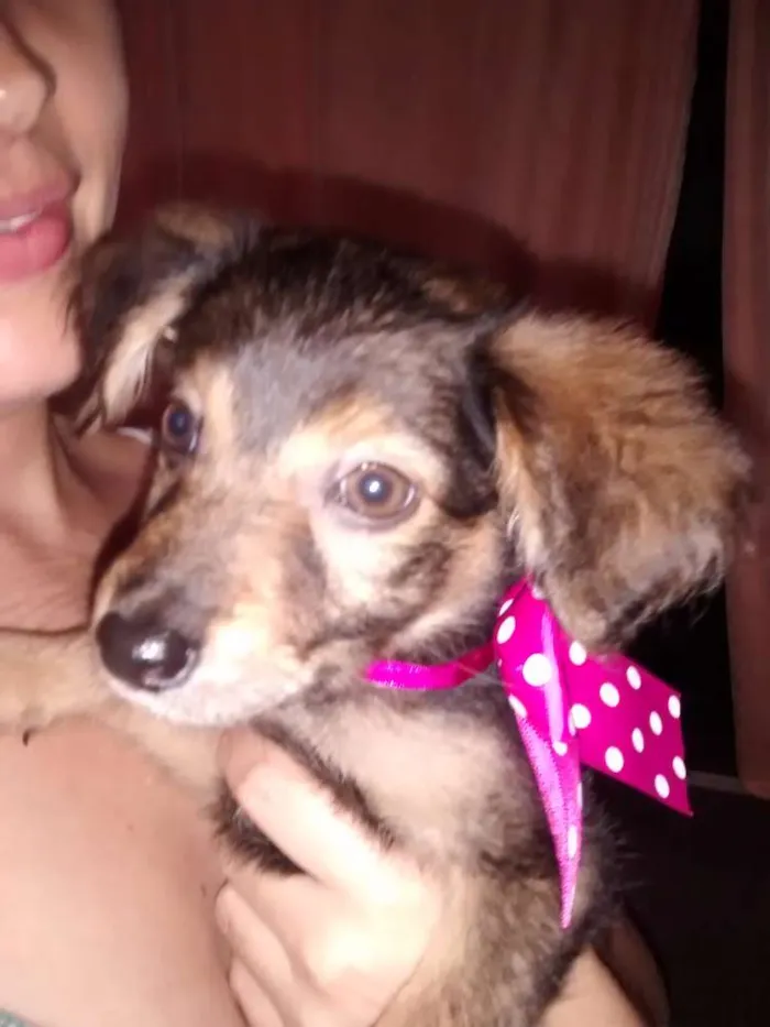 Cachorro ra a SRD idade 2 a 6 meses nome MEL, BOMBOM E CHOCO