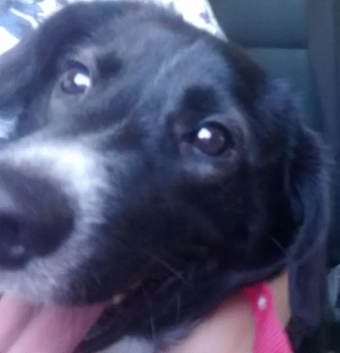 Cachorro ra a SRD idade 2 anos nome Costelinha