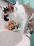 Pedrita e Pedro