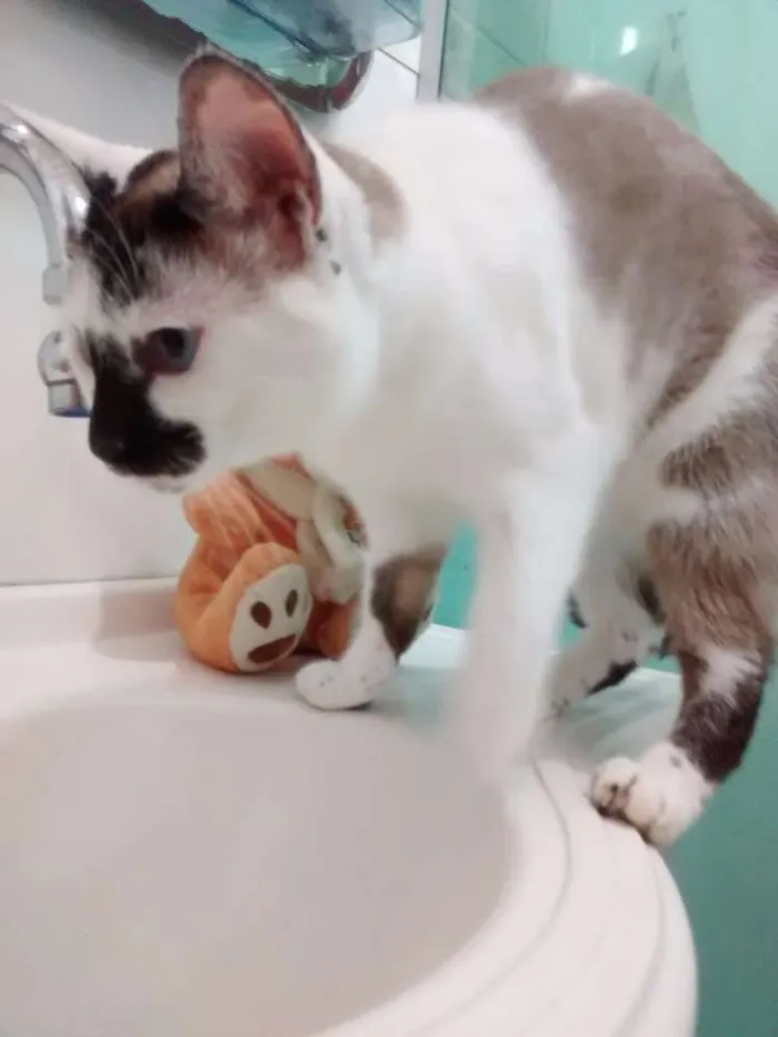 Gato ra a Siamês idade 1 ano nome Pedrita e Pedro