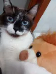 Pedrita e Pedro