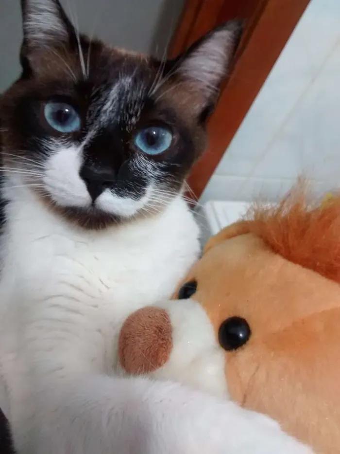 Gato ra a Siamês idade 1 ano nome Pedrita e Pedro