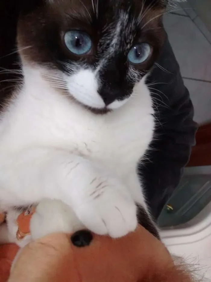 Gato ra a Siamês idade 1 ano nome Pedrita e Pedro