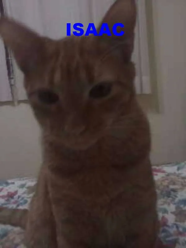Gato ra a SRD idade 5 anos nome Bia,Rico,Isaac,Shai