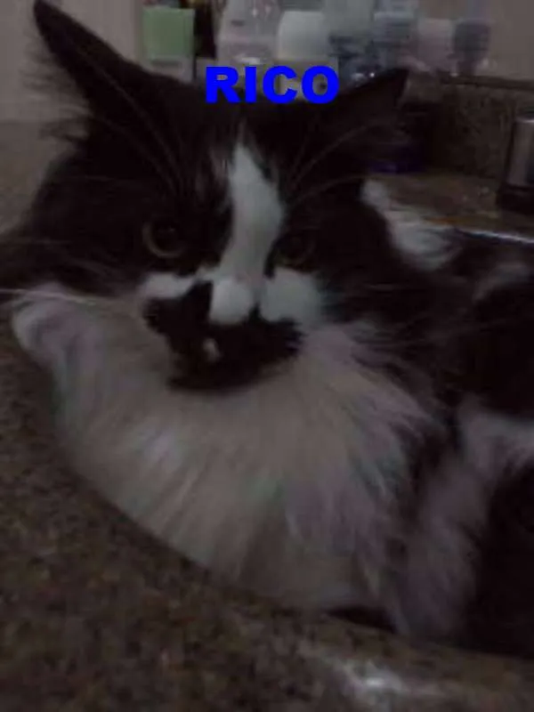 Gato ra a SRD idade 5 anos nome Bia,Rico,Isaac,Shai