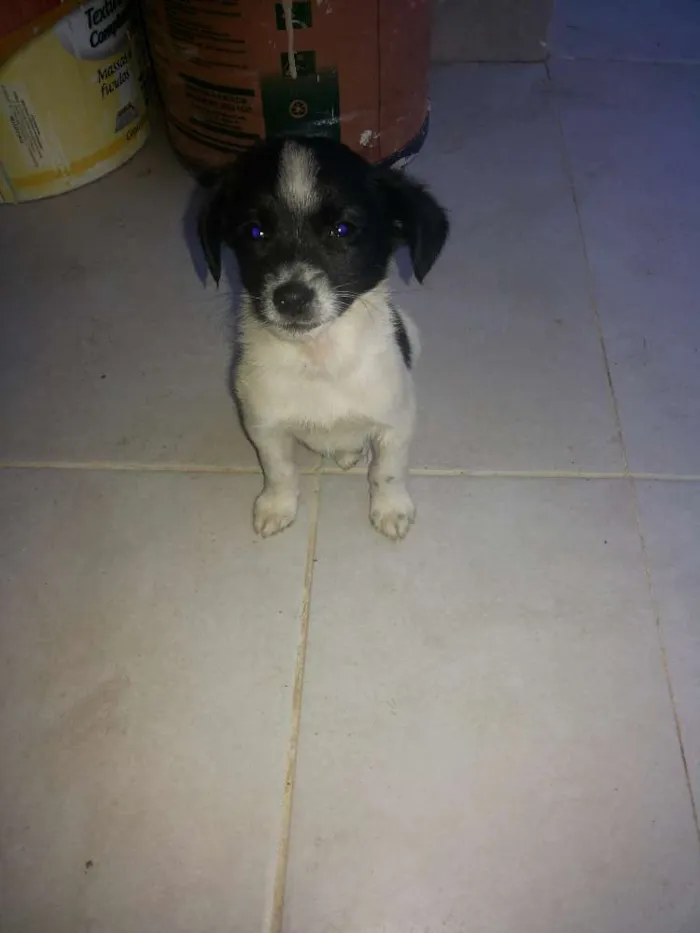 Cachorro ra a SRD idade 2 a 6 meses nome Snoop