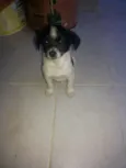 Snoop