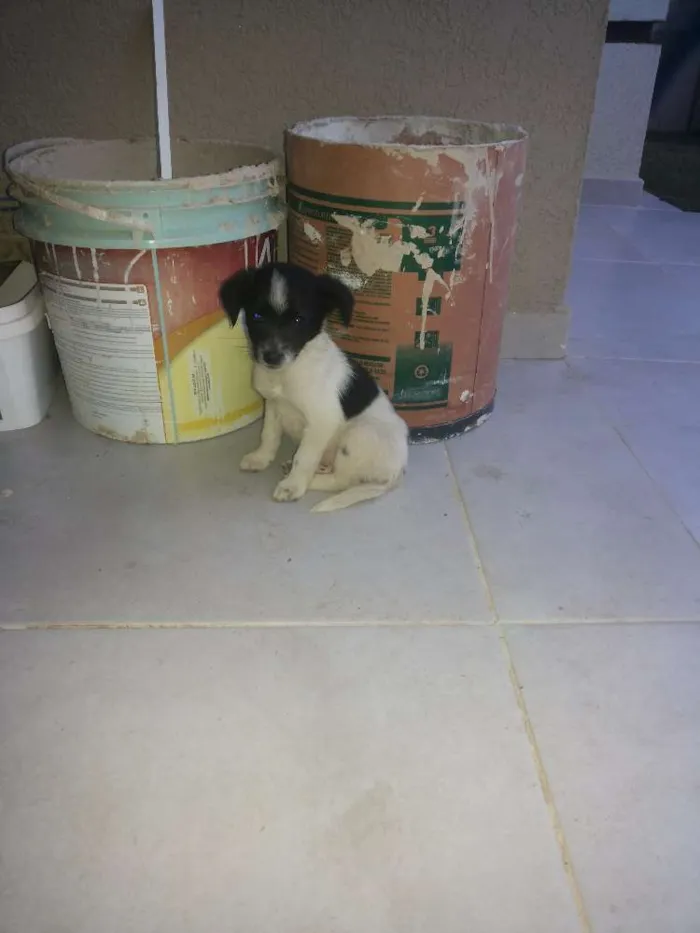 Cachorro ra a SRD idade 2 a 6 meses nome Snoop