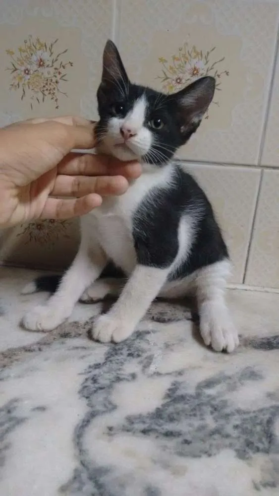 Gato raça Sem definicao idade Abaixo de 2 meses nome Gato 1