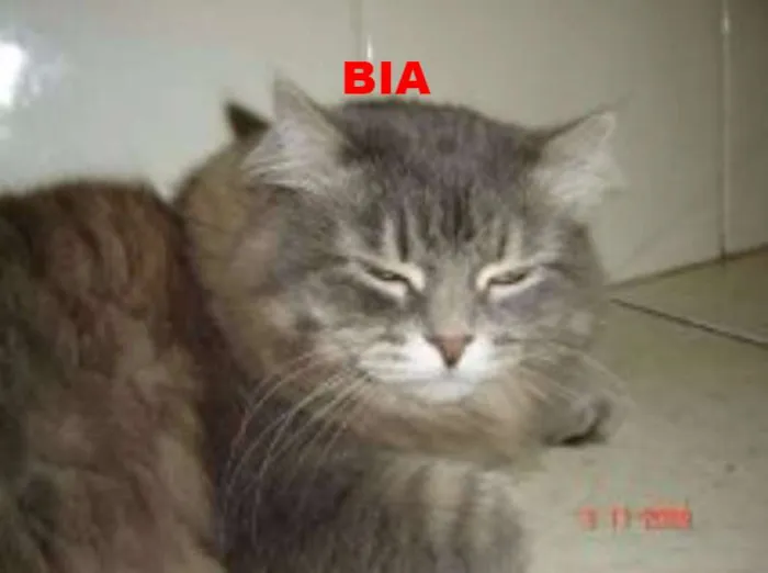Gato ra a SRD idade 5 anos nome Bia,Rico,Isaac,Shai