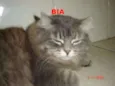 Bia,Rico,Isaac,Shai