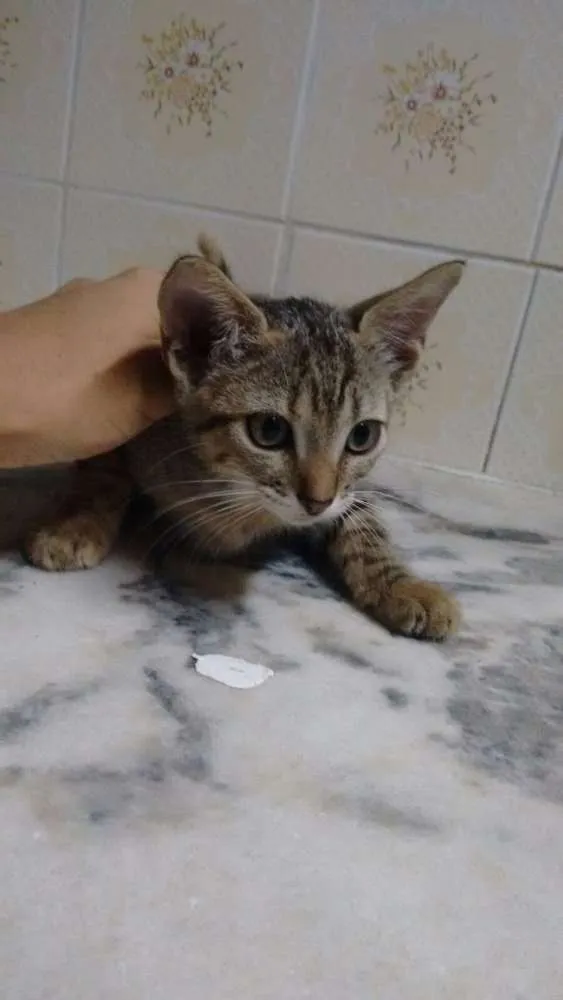 Gato raça Sem definicao idade Abaixo de 2 meses nome Gato 2