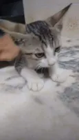 Gato 3
