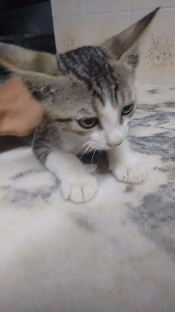 Gato raça Não definido idade Abaixo de 2 meses nome Gato 3