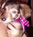 MEL, BOMBOM E CHOCO