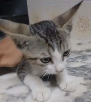 Gato raça Não definido idade Abaixo de 2 meses nome Gato 3
