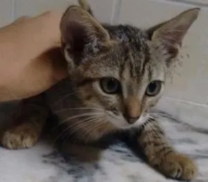 Gato raça Sem definicao idade Abaixo de 2 meses nome Gato 2