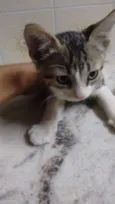Gato 4
