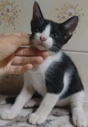 Gato raça Sem definicao idade Abaixo de 2 meses nome Gato 1