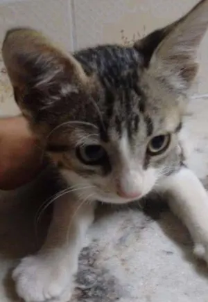 Gato raça Não definida idade Abaixo de 2 meses nome Gato 4