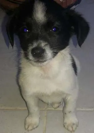 Cachorro raça SRD idade 2 a 6 meses nome Snoop