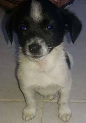 Cachorro ra a SRD idade 2 a 6 meses nome Snoop
