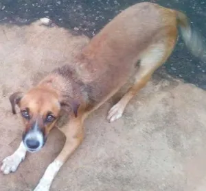 Cachorro raça Boxer idade 2 a 6 meses nome Kiara