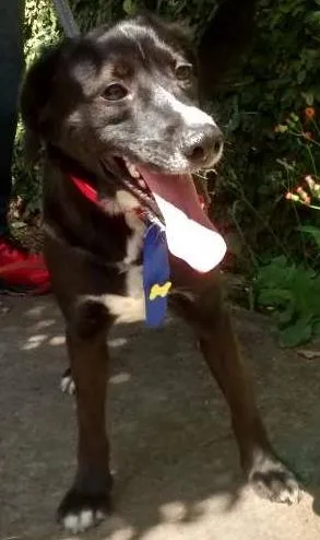 Cachorro raça SRD idade 2 anos nome Costelinha