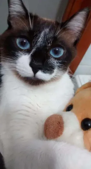 Gato raça Siamês idade 1 ano nome Pedrita e Pedro