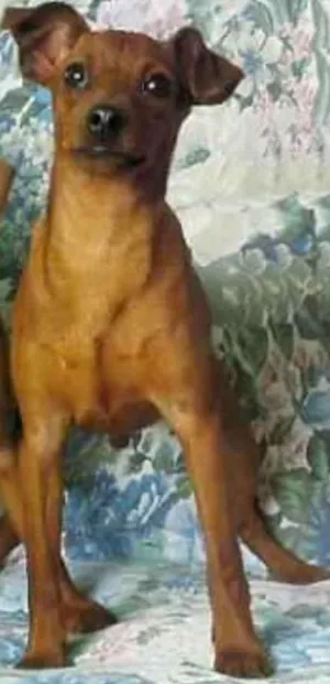 Cachorro raça Pinscher srd idade 1 ano nome amendoim