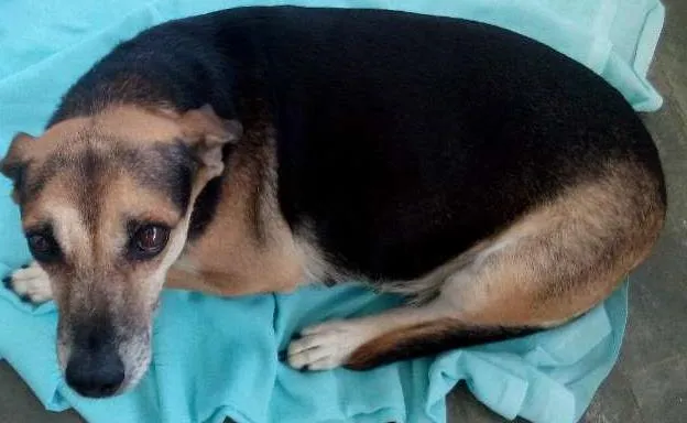 Cachorro ra a Mistura idade 6 ou mais anos nome Lila