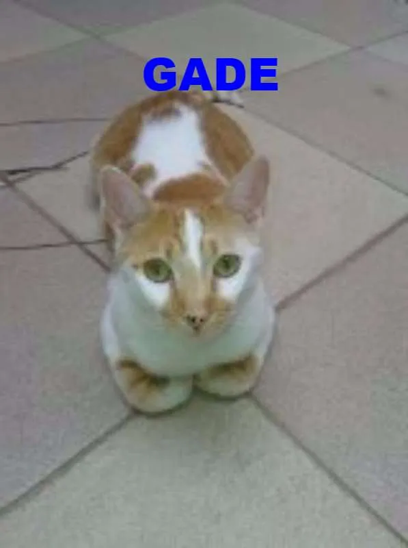 Gato ra a SRD idade 5 anos nome Bia,Rico,Isaac,Shai