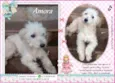 Amora