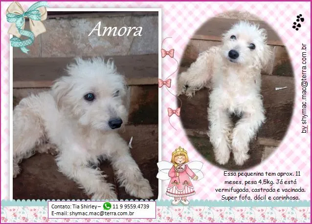 Cachorro ra a Mestiça idade 1 ano nome Amora