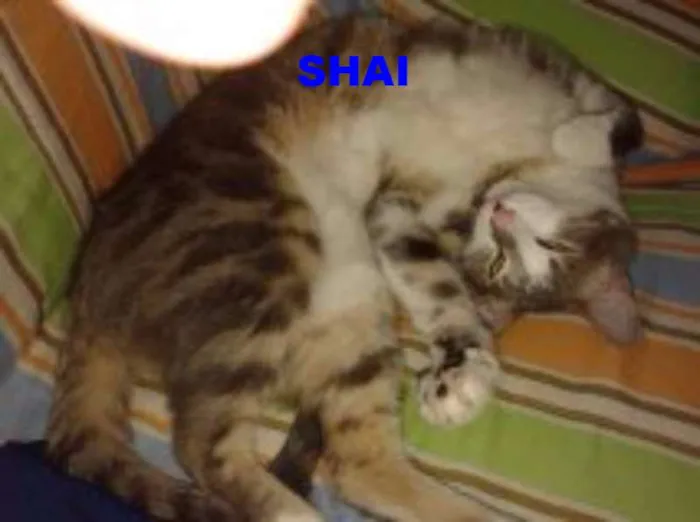 Gato ra a SRD idade 5 anos nome Bia,Rico,Isaac,Shai
