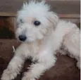 Amora