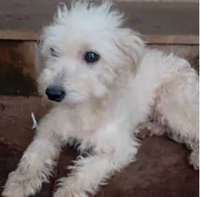 Cachorro ra a Mestiça idade 1 ano nome Amora