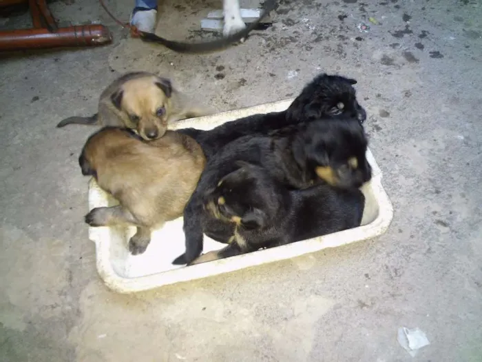 Cachorro raça  idade 2 a 6 meses nome filhotes