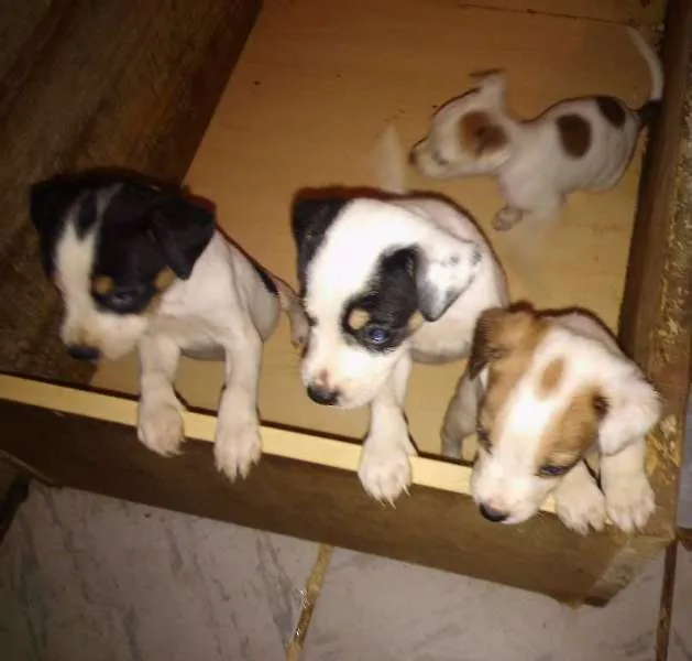 Cachorro raça  idade 2 a 6 meses nome filhotes