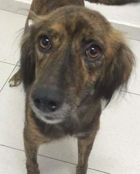 Cachorro ra a SRD idade 2 anos nome Estela