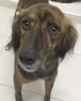 Estela