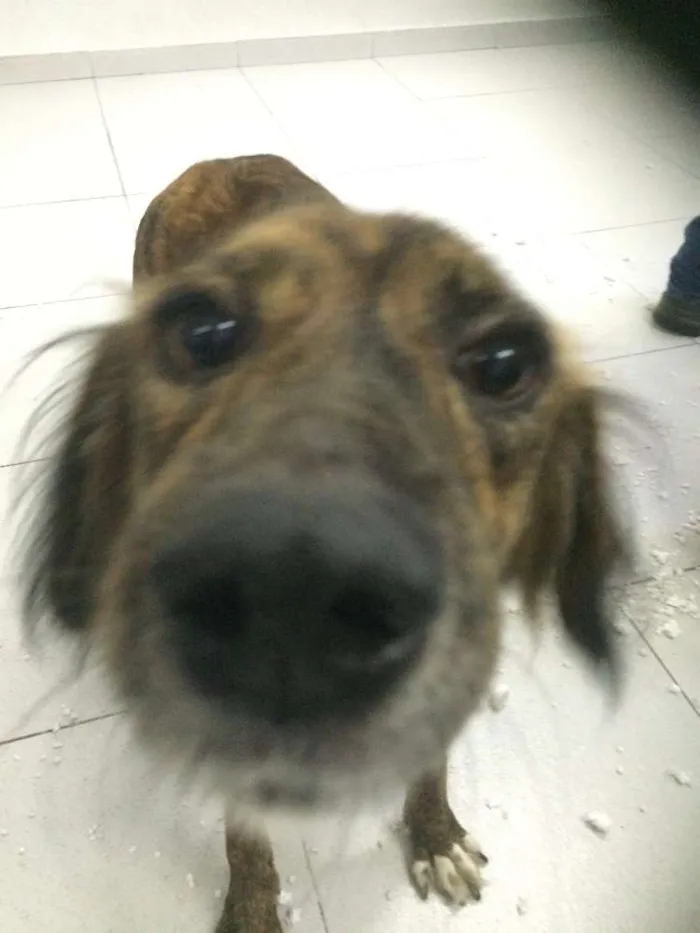 Cachorro ra a SRD idade 2 anos nome Estela