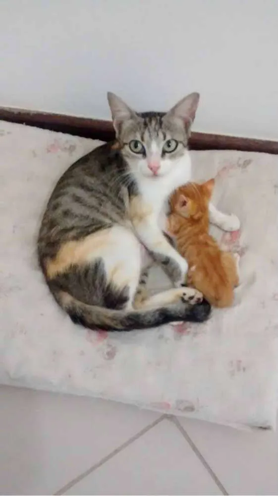 Gato raça SRD idade Abaixo de 2 meses nome Filhotinhos