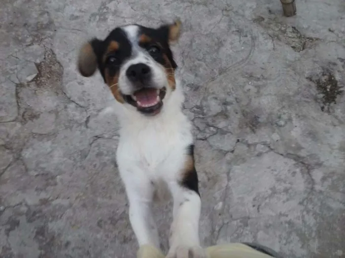 Cachorro ra a Sem raça definida idade  nome Nina