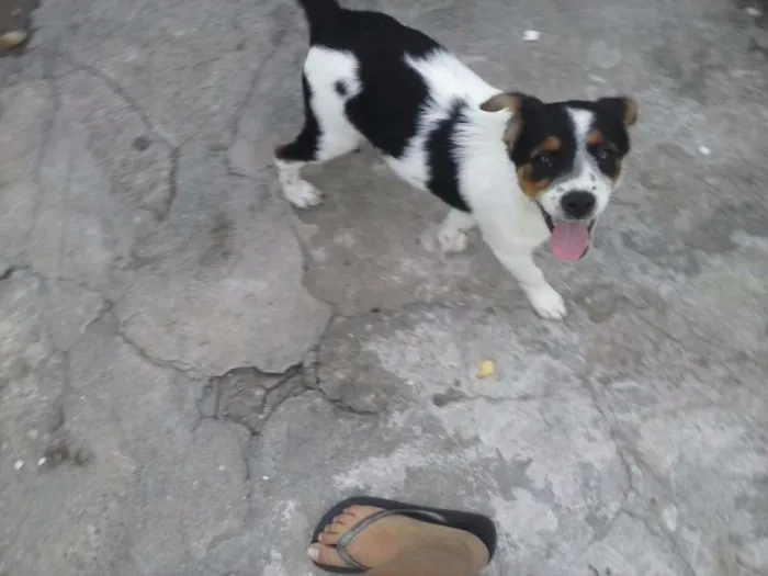 Cachorro ra a Sem raça definida idade  nome Nina