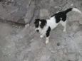 Nina