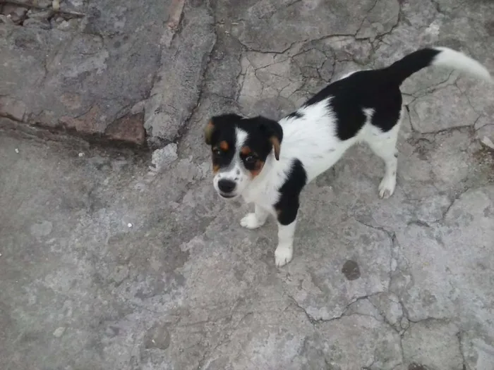 Cachorro ra a Sem raça definida idade  nome Nina