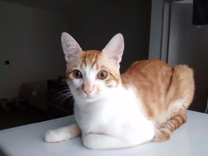 Gato ra a desconhecida idade 7 a 11 meses nome Lino e Chico